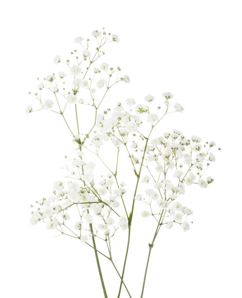 baby's breath