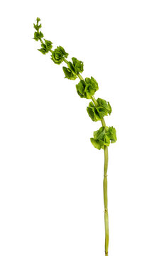 bells of Ireland