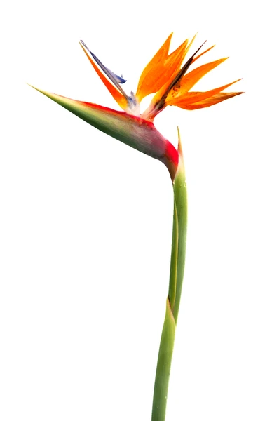 bird of paradise