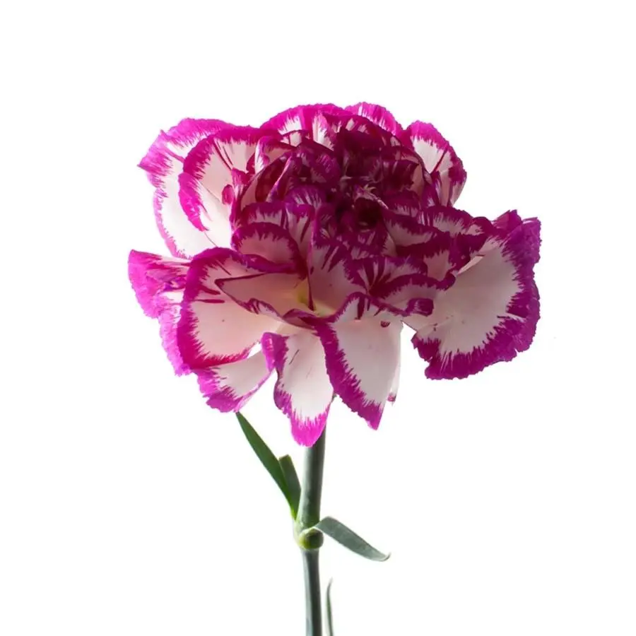 carnation