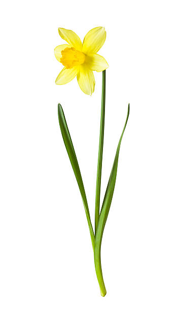 daffodil