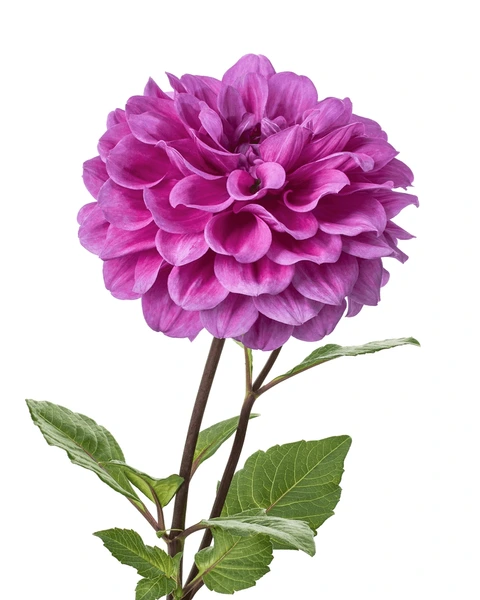 dahlia
