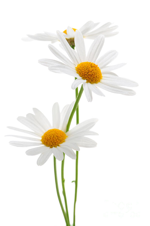 daisy