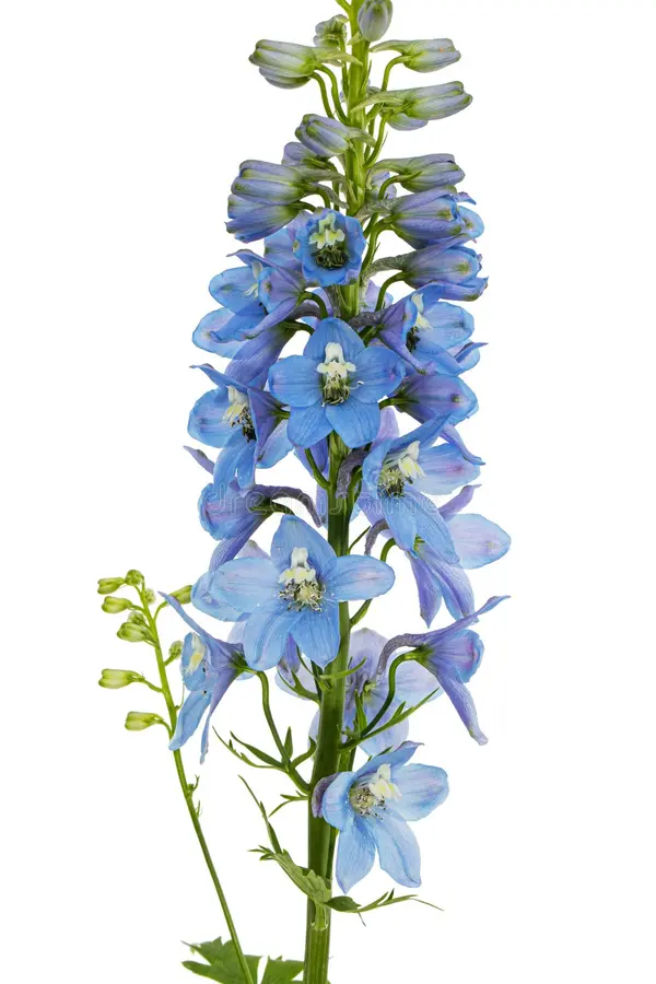 delphinium