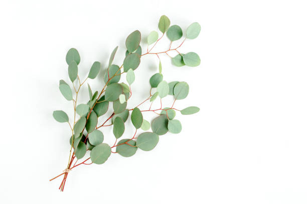 silver dollar eucalyptus