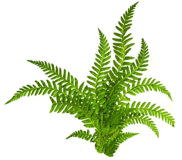 fern