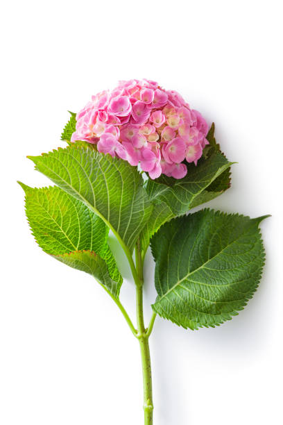 hydrangea