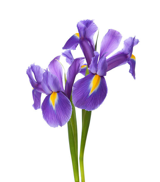 iris