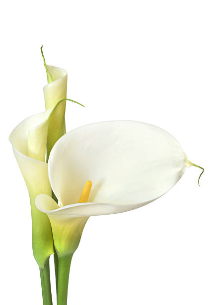 calla lily